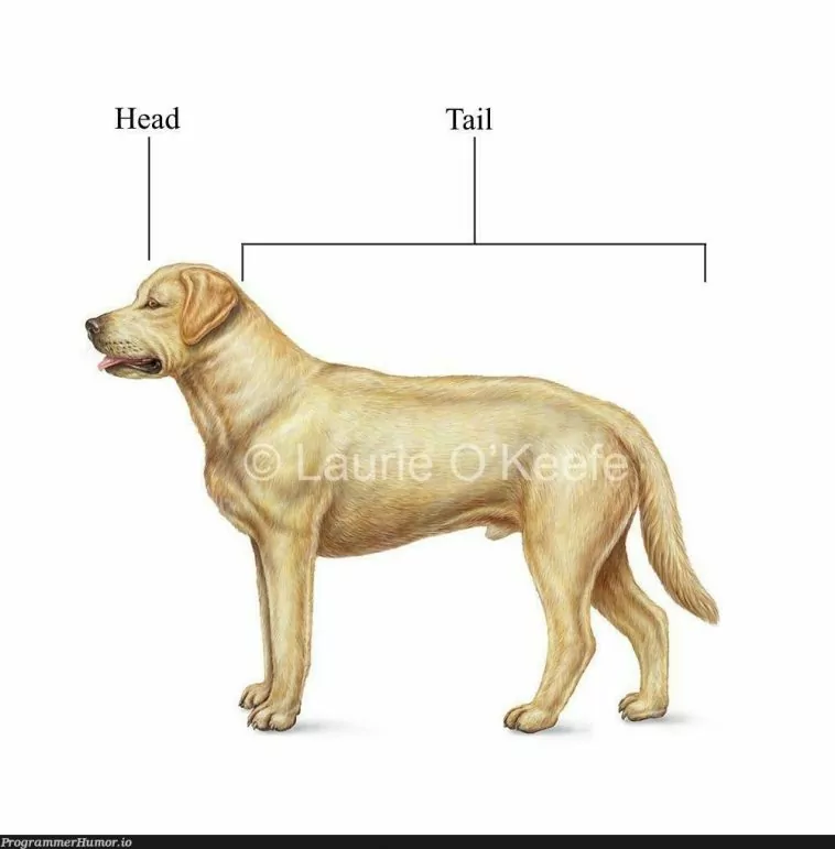 Picture of dog, with caption 'head' pointing to the head of the dog, and with caption 'tail' spanning the remainder of the dog's body